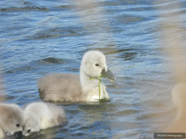 A mute swan cygnet swims close to the adult birds.