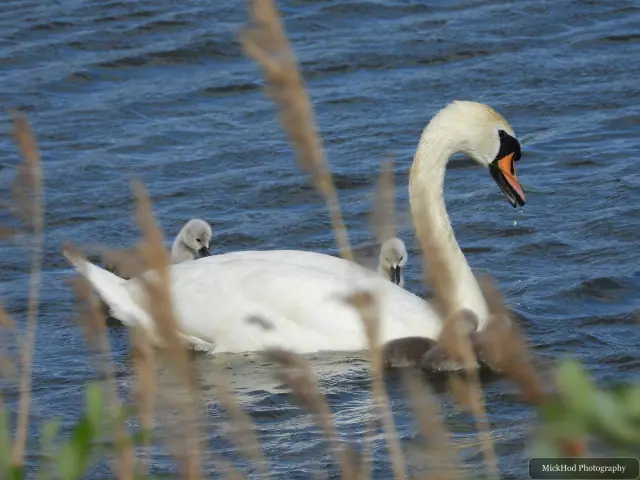 An adult mute swan glides across the pool.