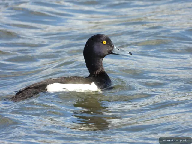 A male tufted duck floats on the water, showing its dark plumage and pale flanks.
