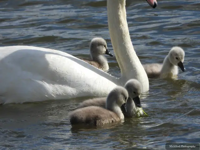 A mute swan family gathers together on the pool.