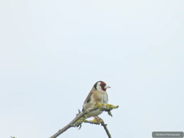 At Adwick Washlands Nature Reserve: European Goldfinch.
