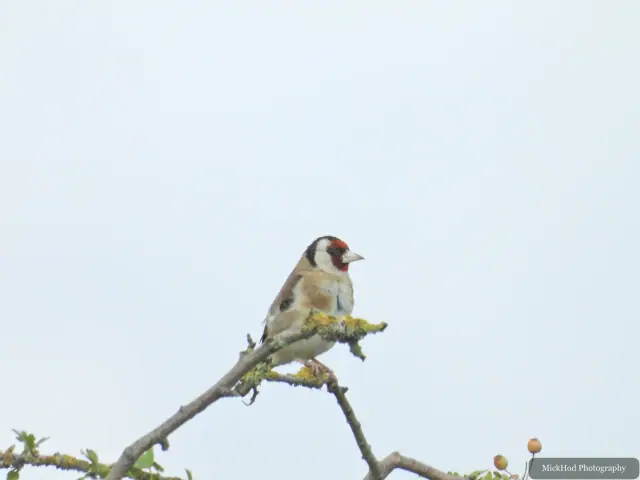 Photographed at Adwick Washlands Nature Reserve: European Goldfinch.