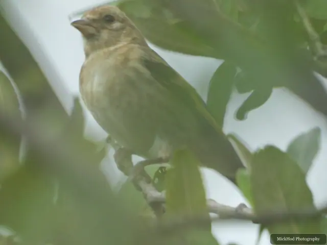 A small brown bird sits among leaves, but the blurred photograph does not show enough detail for a reliable identification.