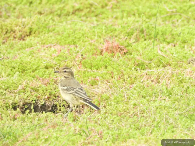A juvenile Pied Wagtail stands on the grass at Adwick Washlands Nature Reserve.