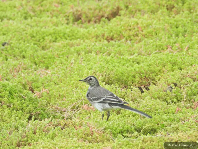 The same juvenile Pied Wagtail seen in the nearby photographs, at Adwick Washlands Nature Reserve.