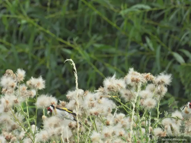 A European Goldfinch among seed heads at Adwick Washlands Nature Reserve.