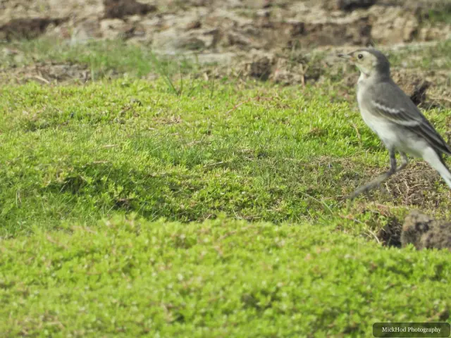 Pied Wagtail at Adwick Washlands Nature Reserve.