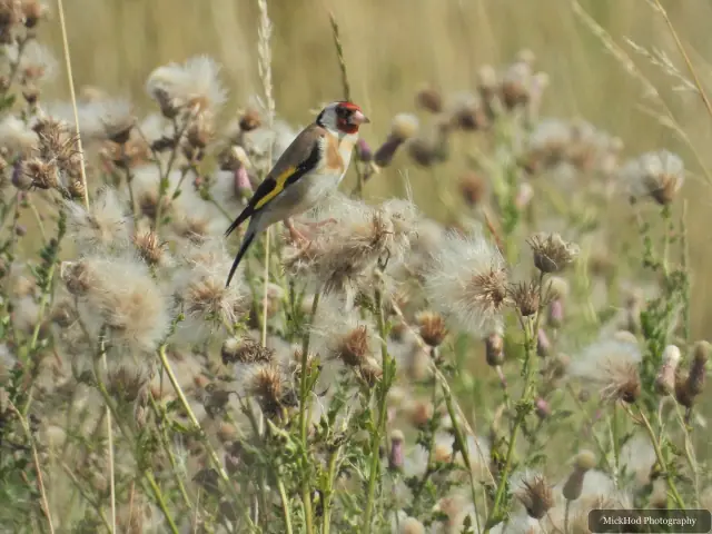 European Goldfinch, seen at Adwick Washlands Nature Reserve.