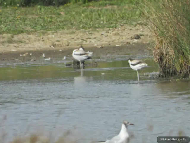 Photographed at Adwick Washlands Nature Reserve: Avocet.