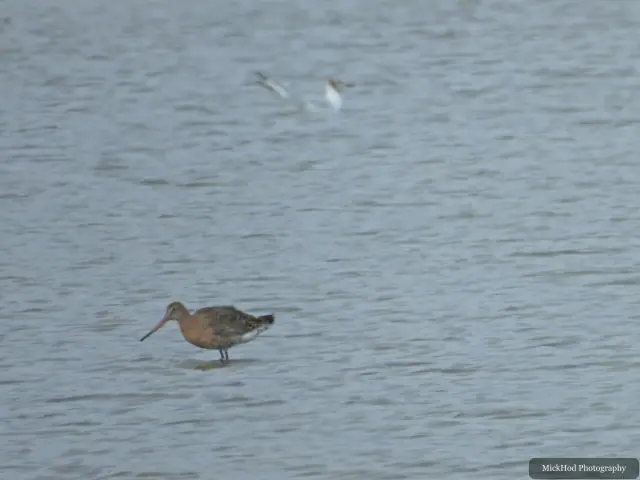 Photographed at Adwick Washlands Nature Reserve: Black-tailed Godwit.