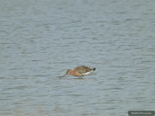 A Black-tailed Godwit photographed at Adwick Washlands Nature Reserve.