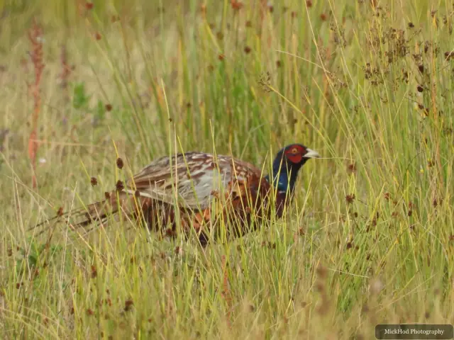 At Adwick Washlands Nature Reserve: Common Pheasant.