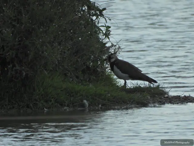 Great Cormorant at Adwick Washlands Nature Reserve.