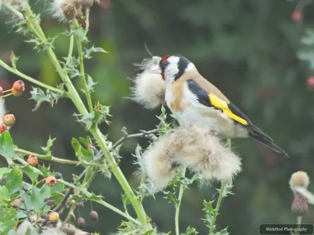 Photographed at Adwick Washlands Nature Reserve: European Goldfinch.