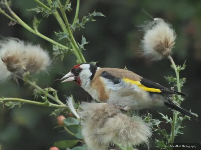 Photographed at Adwick Washlands Nature Reserve: European Goldfinch.