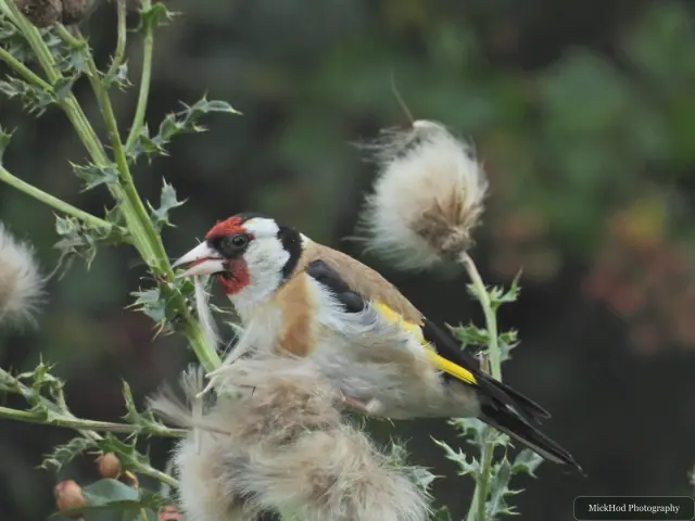 European Goldfinch at Adwick Washlands Nature Reserve.