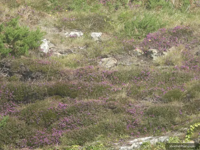 A view from Traeth Llandwyn, photographed during the visit, capturing the surrounding scenery and details.