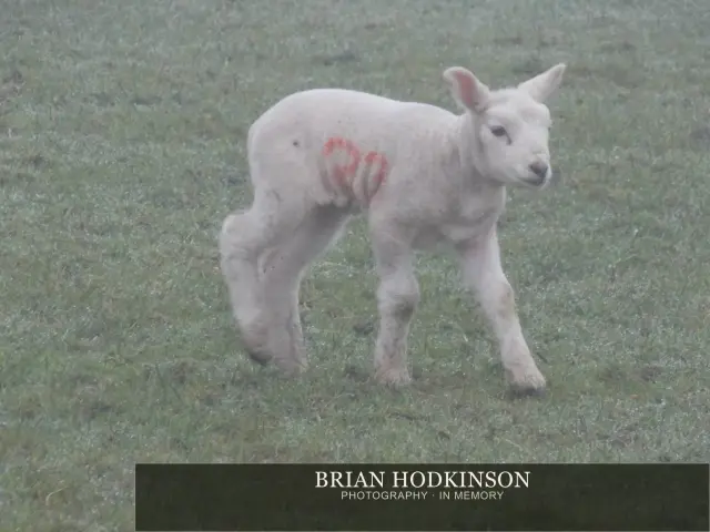 Photograph from animals of 2014