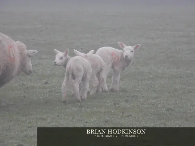 Photograph from animals of 2014