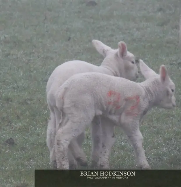 Photograph from animals of 2014