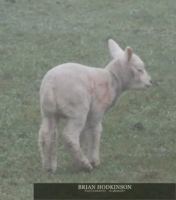 Photograph from animals of 2014