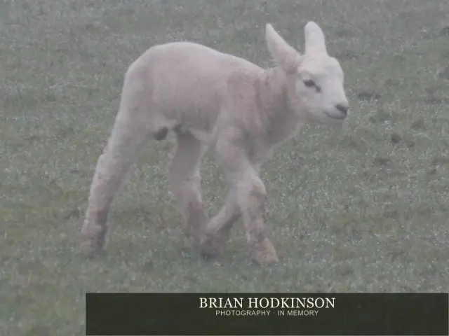 Photograph from animals of 2014