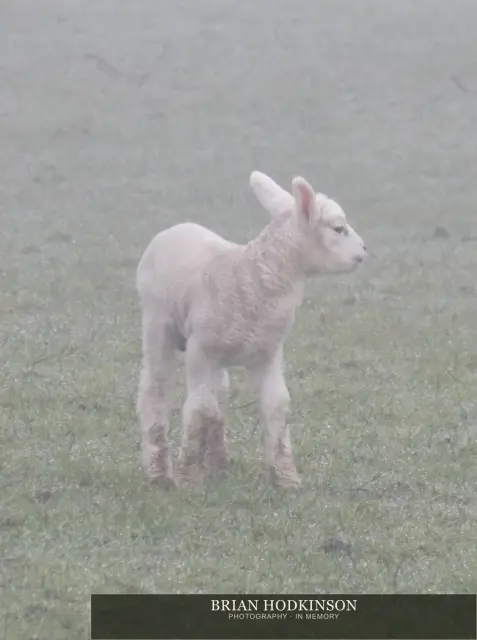 Photograph from animals of 2014