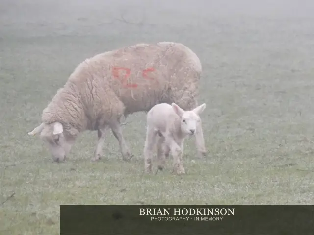 Photograph from animals of 2014