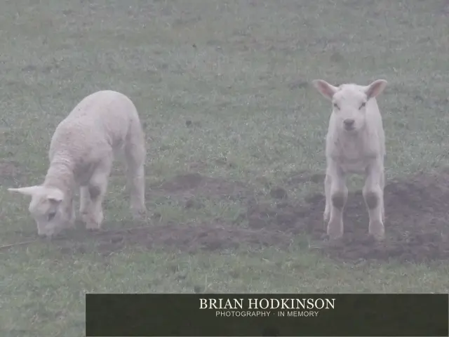 Photograph from animals of 2014