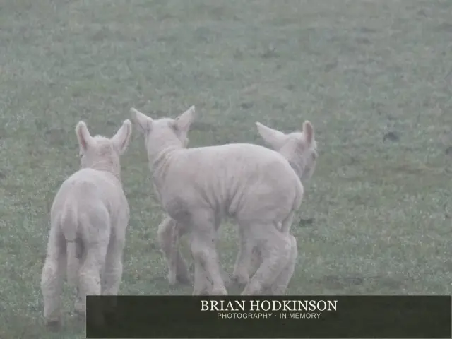 Photograph from animals of 2014