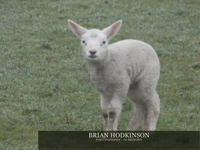 Photograph from animals of 2014