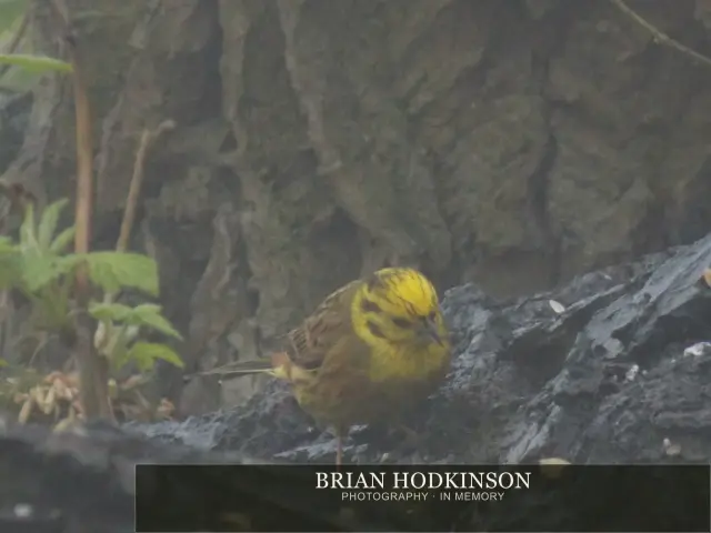 Photograph from Birds of 2014