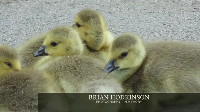 Photograph from Birds of 2014
