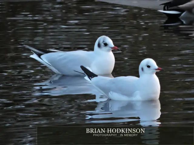 Photograph from Birds of 2014