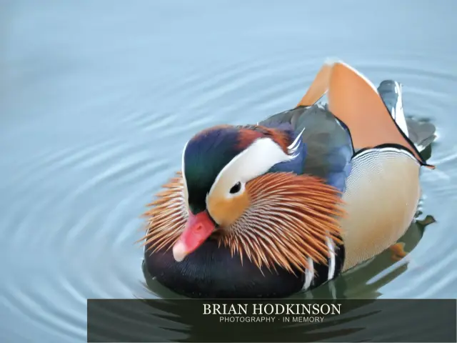 Photograph from Birds of 2014