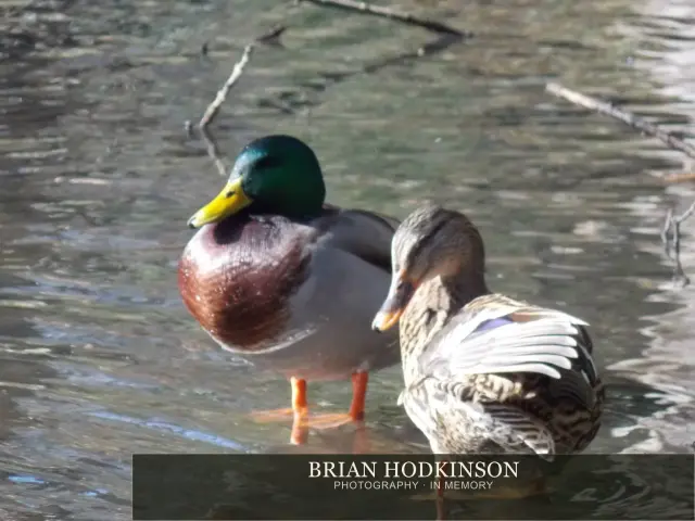 Photograph from Birds of 2014