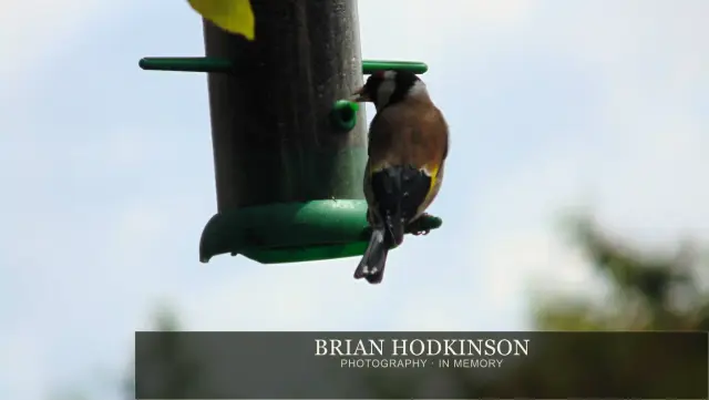 Photograph from Birds of 2014