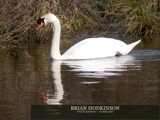 Photograph from Birds of 2014