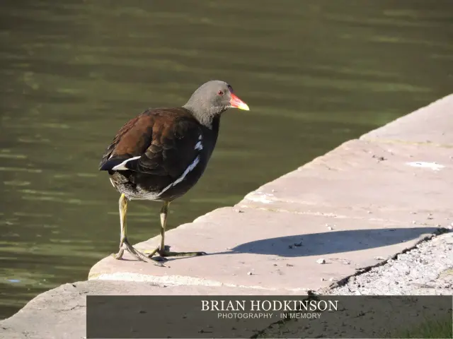 Photograph from Birds of 2014