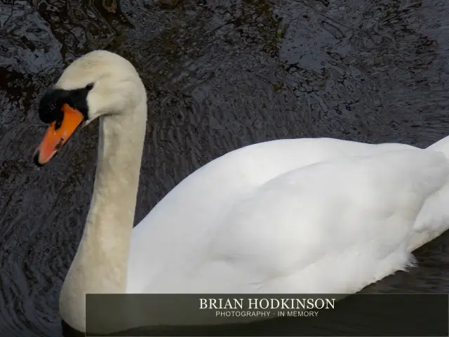 Photograph from Birds of 2014