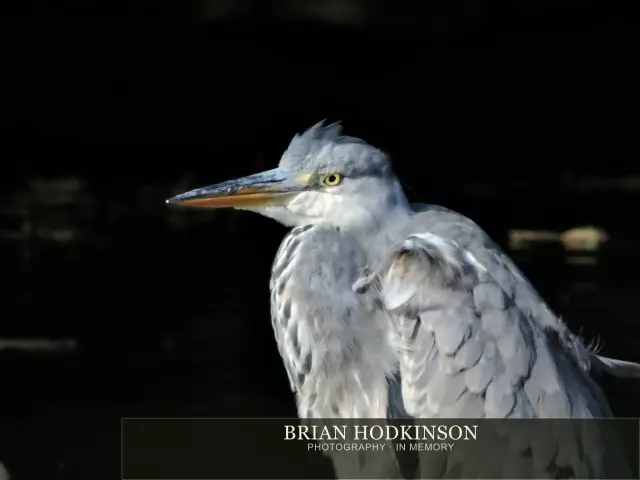 Photograph from Birds of 2014