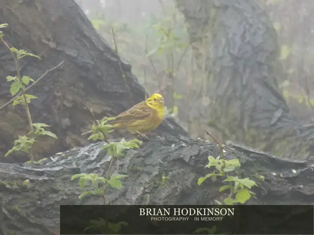 Photograph from Birds of 2014