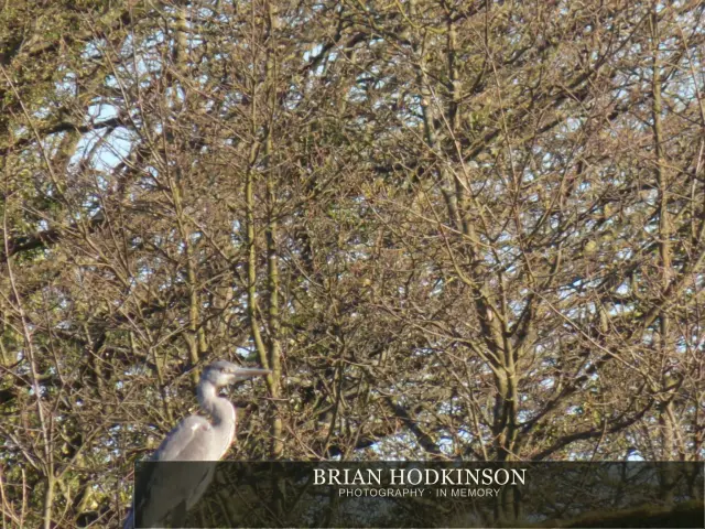 Photograph from Birds of 2014