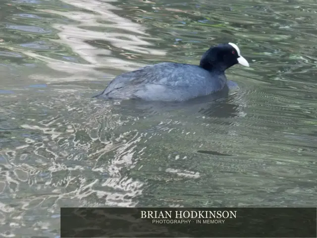 Photograph from Birds of 2014