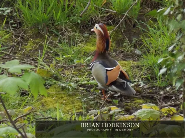 Photograph from Birds of 2014