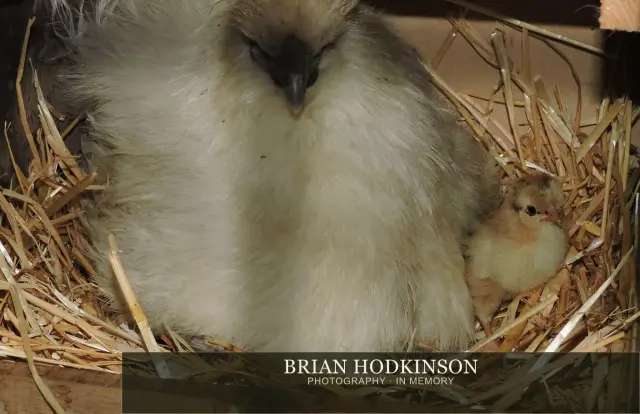 Photograph from Birds of 2014