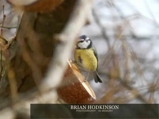 Photograph from Birds of 2014