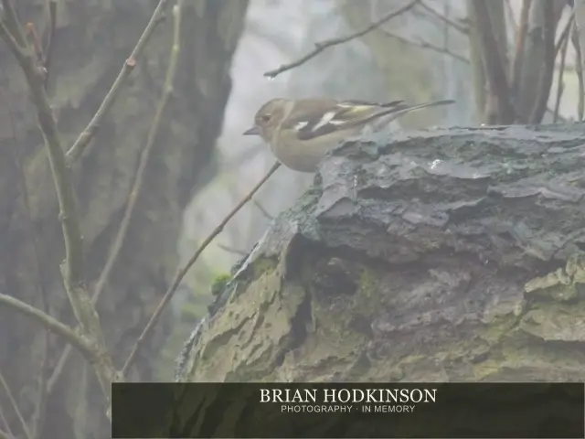 Photograph from Birds of 2014