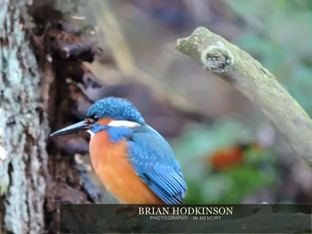 Photograph from Birds of 2014