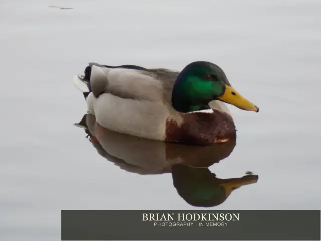 Photograph from Birds of 2014